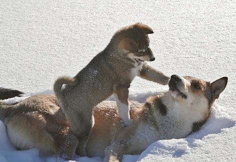 Картинок всяких разных