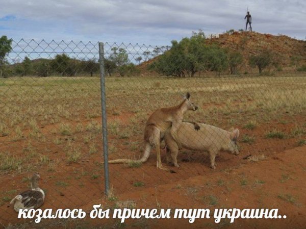 Нестандартный юмор