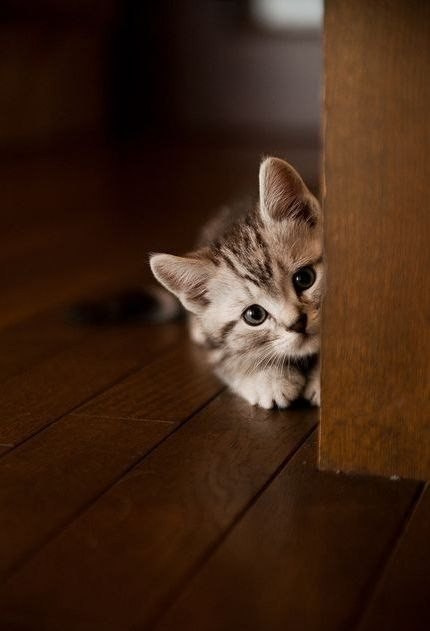 Неадекватные коты