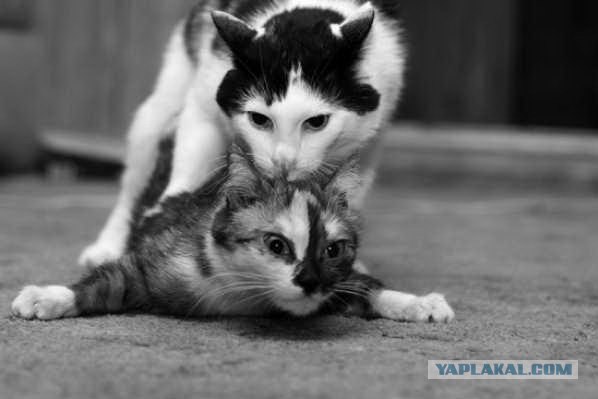 Ура, котовторник! (01.07.2008)