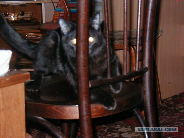Внимание! На ЯПе КОТОВТОРНИК. 23.09.08.
