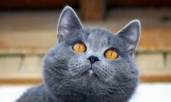 Коты на вторник на ЯПлакалъ (07.10.2008)