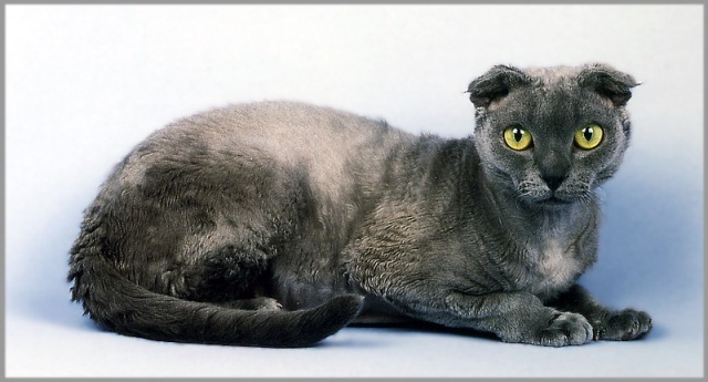 Котовторник с корниш-рексами (12 фот)