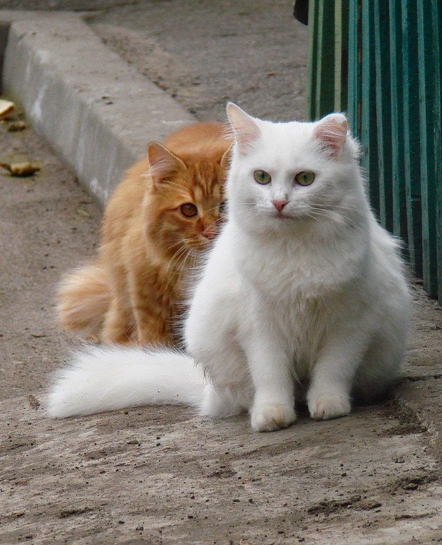 Немного милоты
