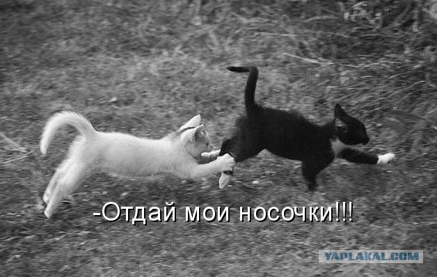 Ура, котовторник!