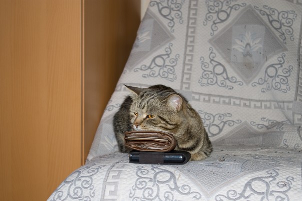 Кот Кузя