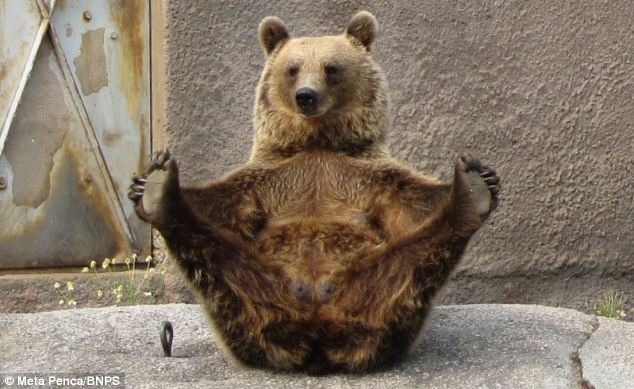 Урок йоги от бурого медведя