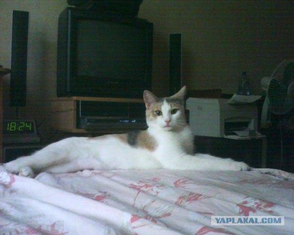 Кошкины истории со счастливым концом