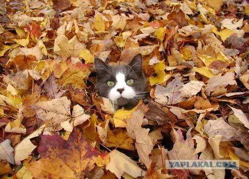 Котовторник 06.09.11