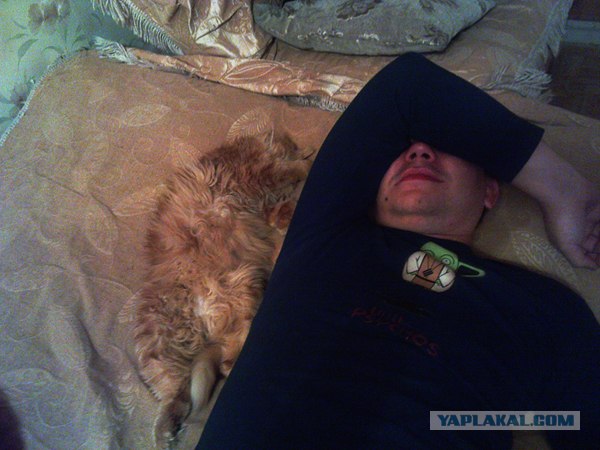 Ну и где ваш котовторник?