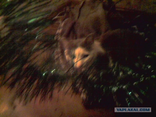 Котовторник (10.01.2012)
