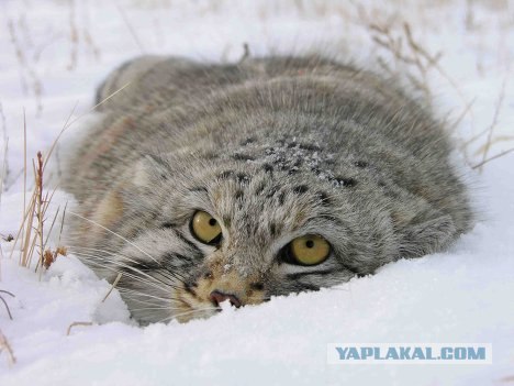 21 факт о манулах
