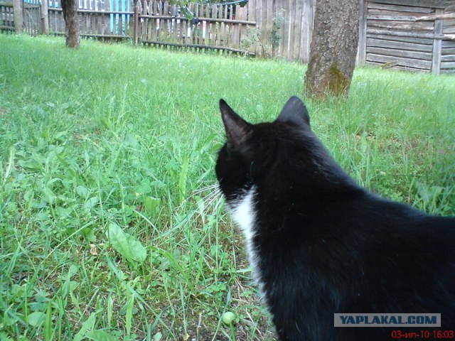 Котовторник 17.04.2012