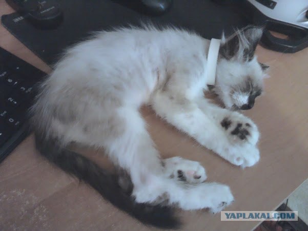 Котовторник 10. 07. 2012