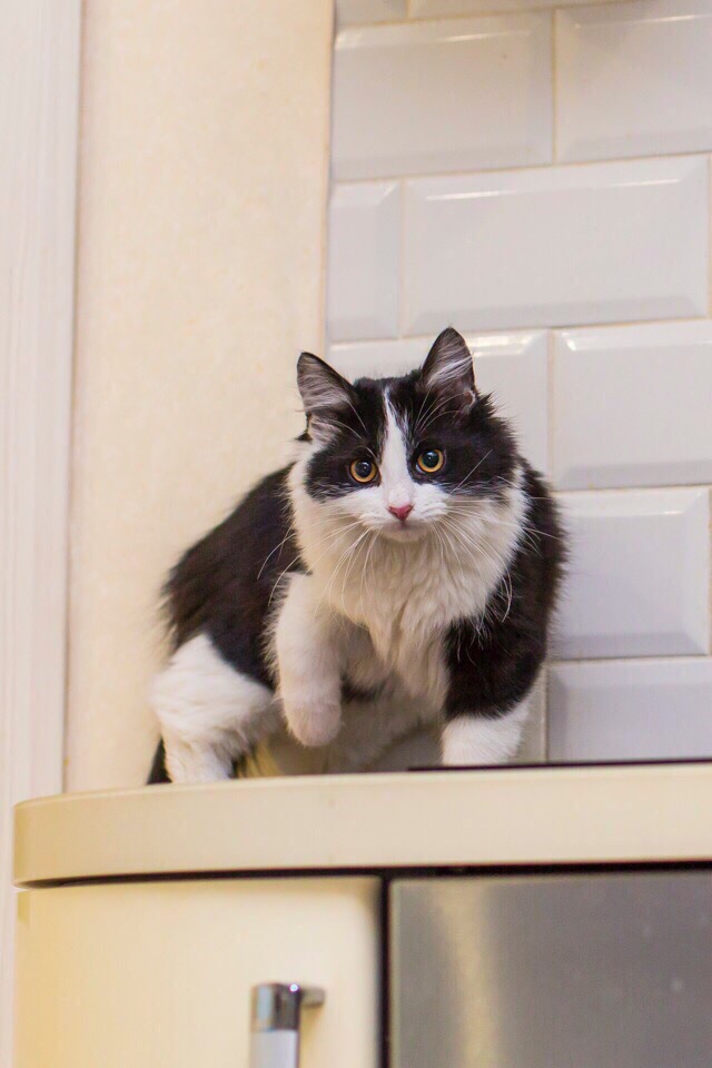 Прикольных котов пост