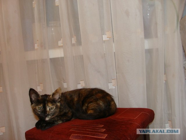 Котовторник 11.09.2012