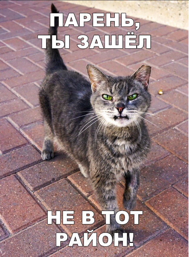 Забавные фото котеек