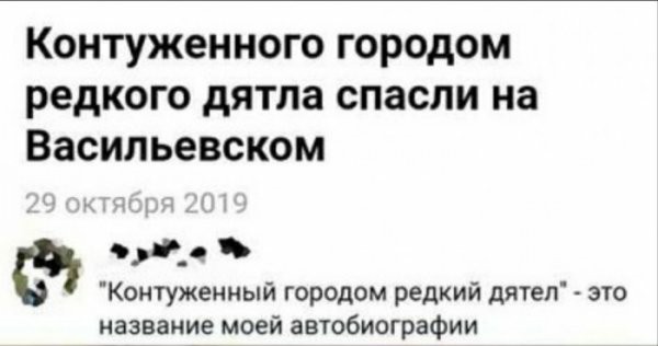 Картинки с надписями, истории и анекдоты 02.11.19