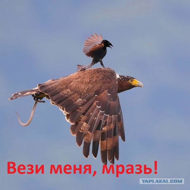 А виноват ты в том, что хочется мне кушать