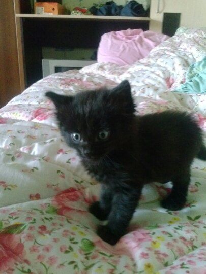 Чуток картинок не про вирус  18.0.  Животные