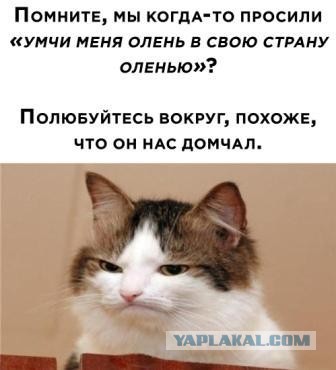 В Москве вырубают яблоневый сад, высаженный в память о войне