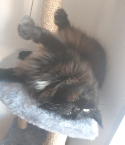 Солнце котовторника уже встало, Господа!