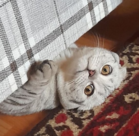Котовторник ведь начался!