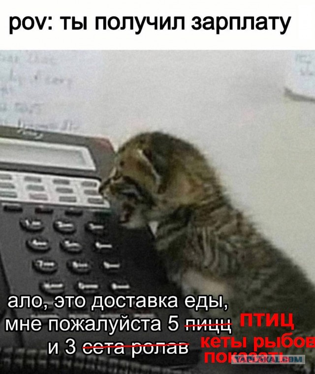 Весёлый полтишок 03.04.23