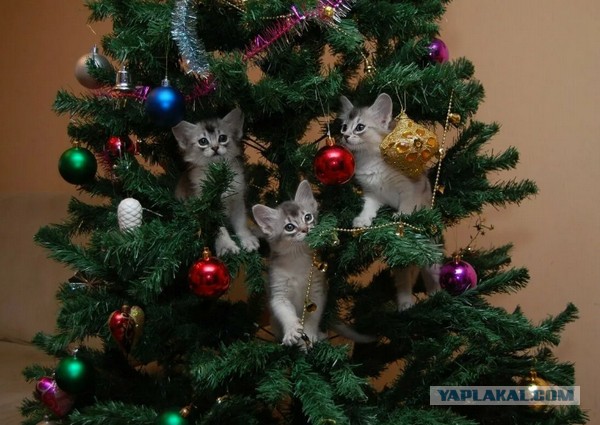 Любой уважающий себя кот в 4 утра