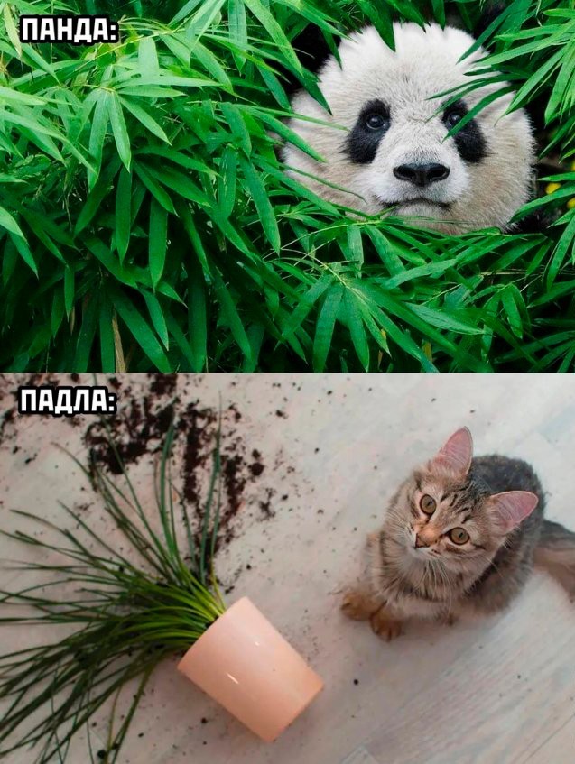 Картинки разные с надписями и без