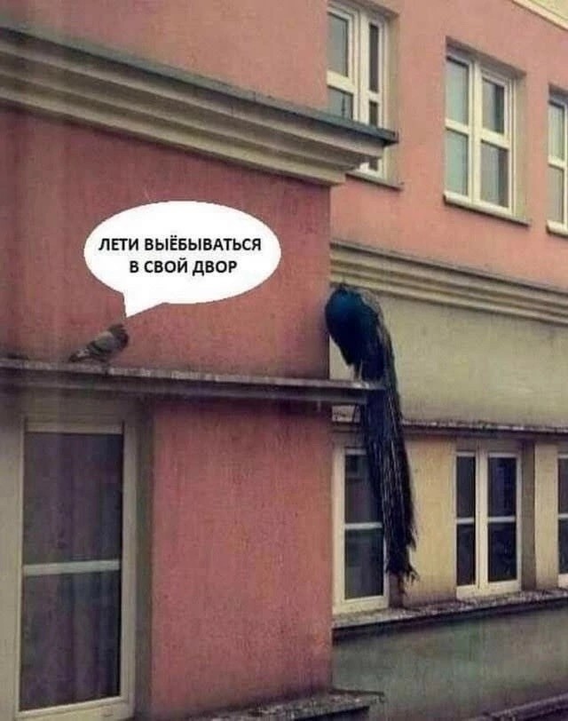 Весёлый полтишок 27.09.24