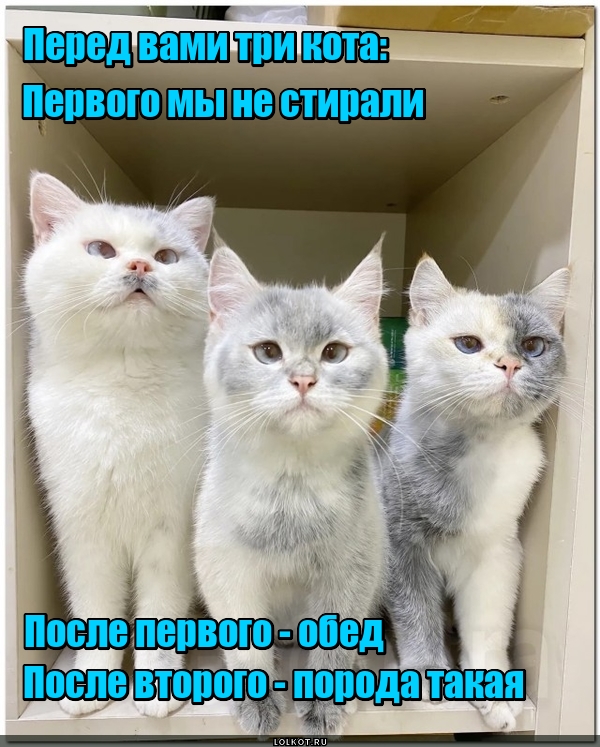 Жизнь домашнего приюта для котеек 516