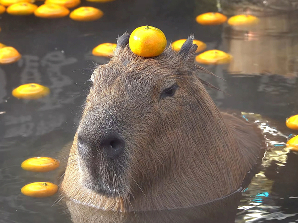 Итоги ККК № 31 "Маски/Звери" и всё такое