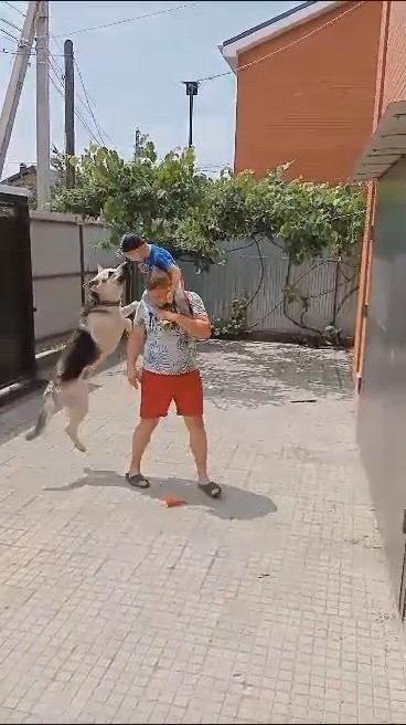 Эти ненормальные люди с собаками