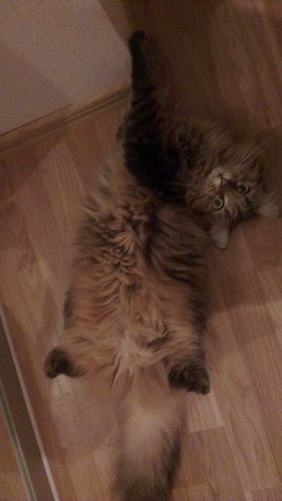 Решил выложить свои приколы