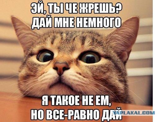 Котовторник 27.5.2014