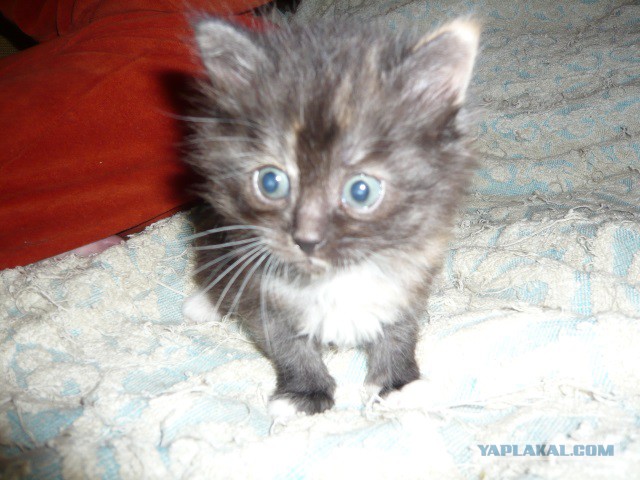 Котовторник 10.06.2014