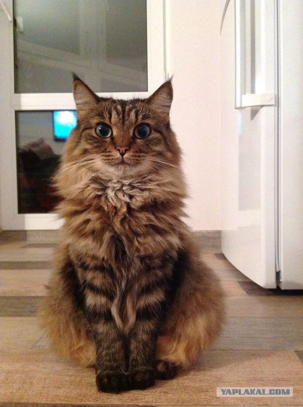 Котовторник 02.09.2014