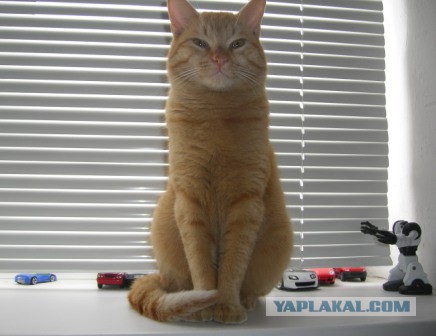 Котовторник 16.09.14