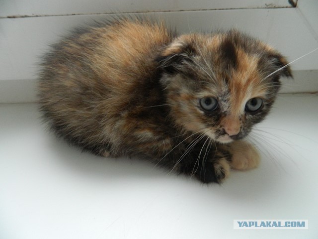 Вислоухая Черепаховая Кошка Фото