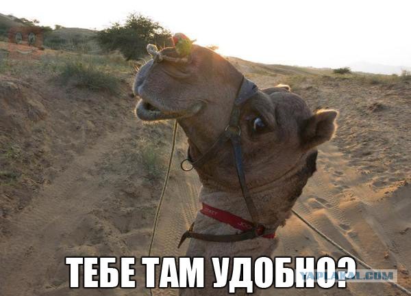 Весёлое из сети