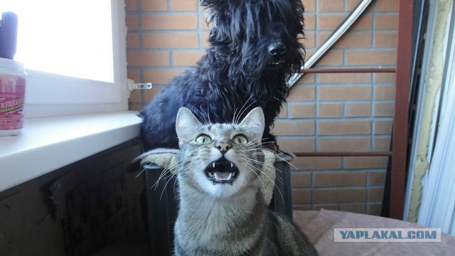 Котовторник 20.01.2015