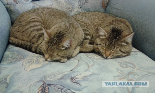 Котовторник