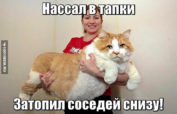 Котовторник 14.07.2015
