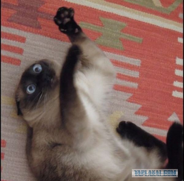 Где захотелось-там и уснулось