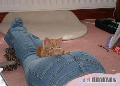 Коты, кошки, котята