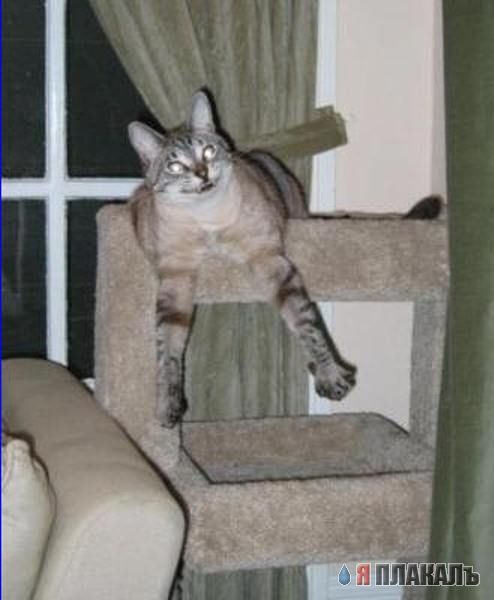Коты, кошки, котята