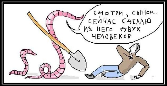 Как выращивают трепанга