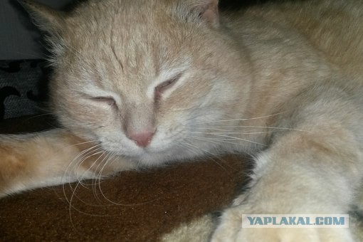 КотоВторник 26.04.2016