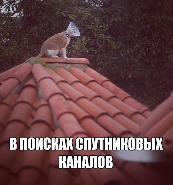 Мохнатые беспредельщики